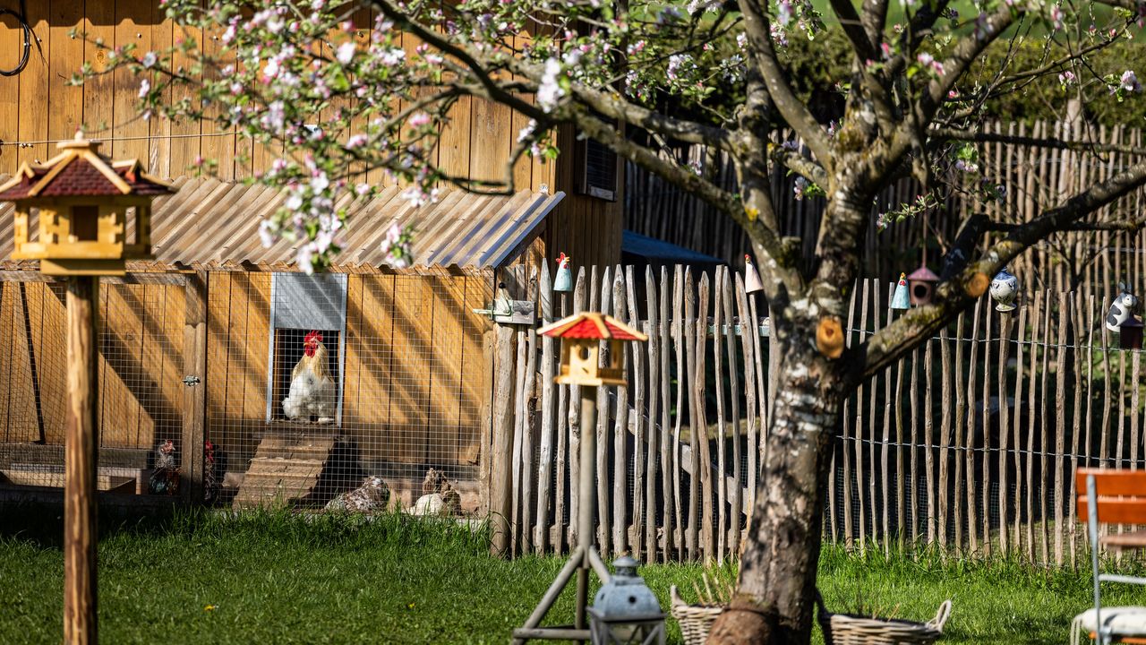 Gutenmorgengruß von unserem Hofhahn Gutenmorgengruß von unserem Hofhahn